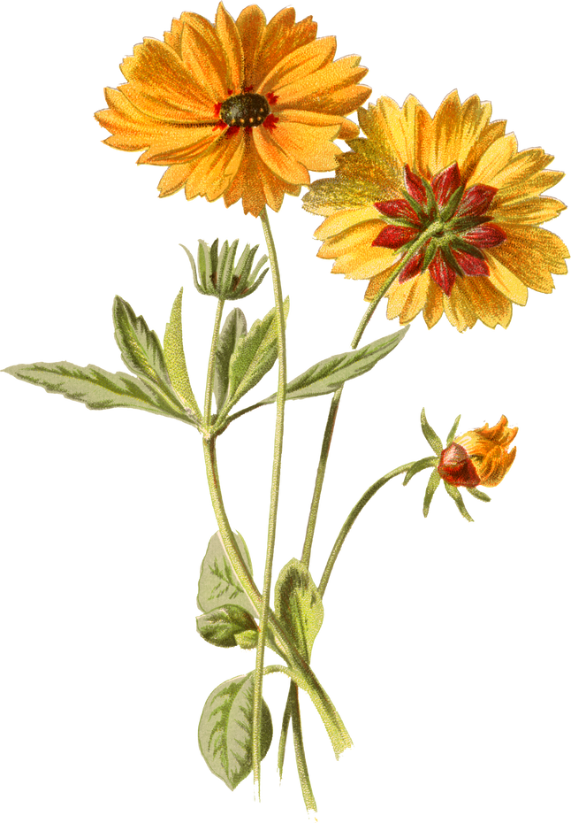 Sunflower Painted Illustration