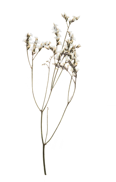 Hand Pressed Flora